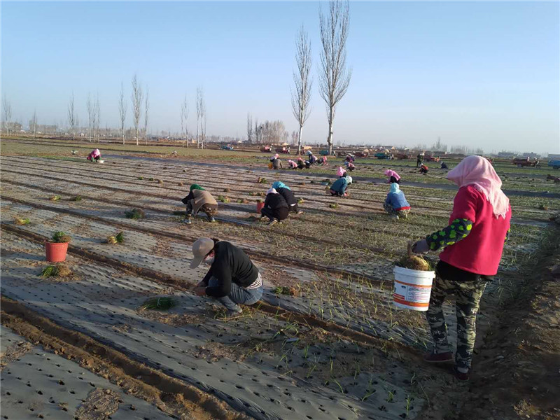 1587524703590791.jpg mmexport1587047946552.jpg