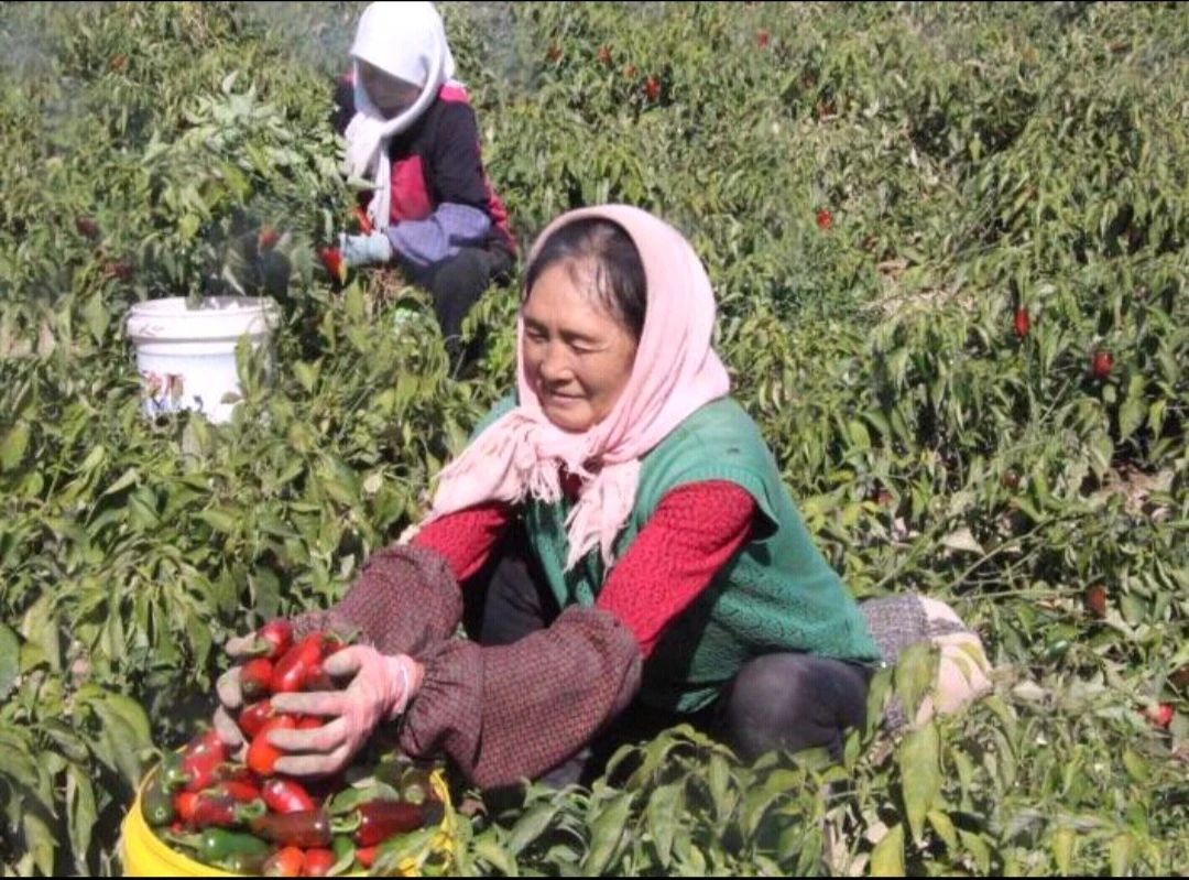 1596277647550707.jpg 1596277647550707.jpg