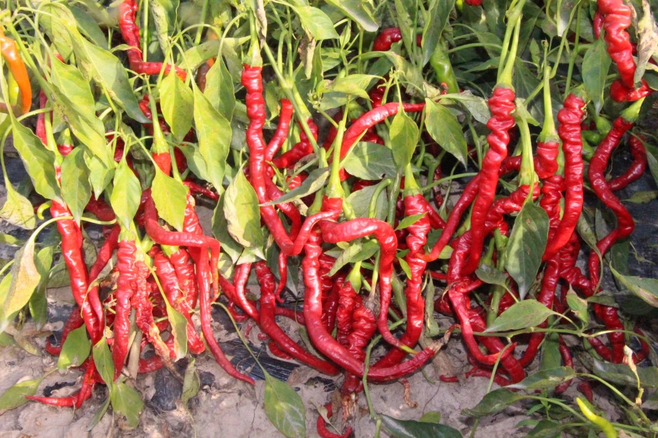 1596277813777514.jpg 1596277813777514.jpg