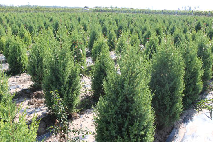 1596277814375266.png 1596277814375266.png