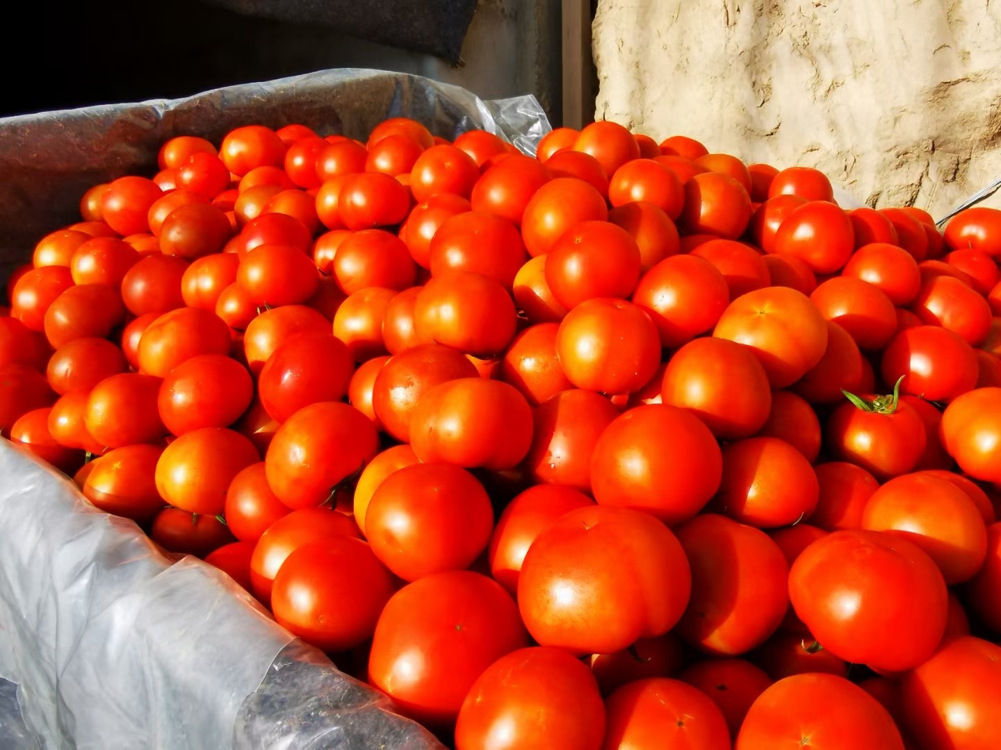 1606750237958020.jpg 丰收的西红柿.jpg