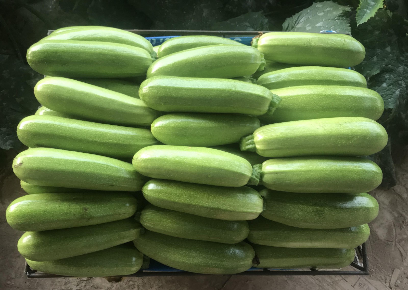 1606750571962909.jpg IMG_20201125_233021.jpg