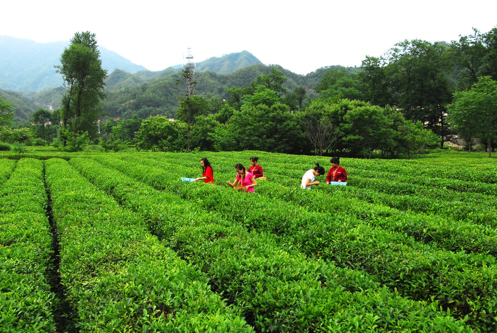 康县阳坝镇油坊坝村茶叶基地