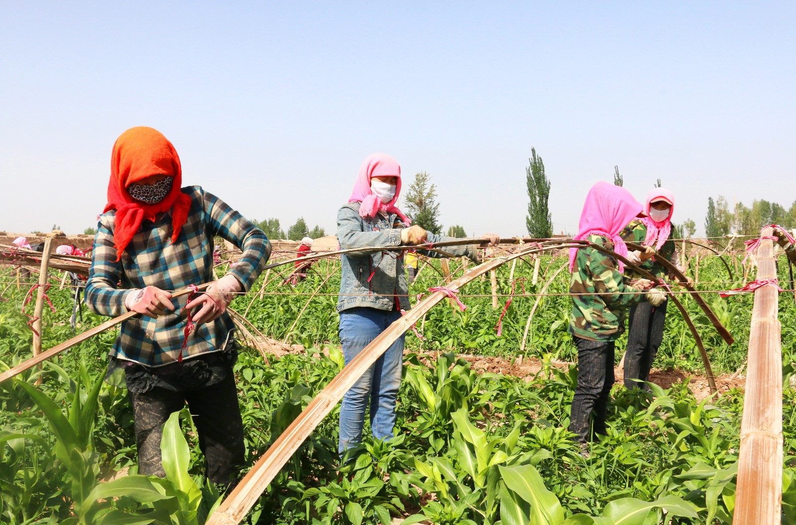 IMG_0626.JPG IMG_0626.JPG