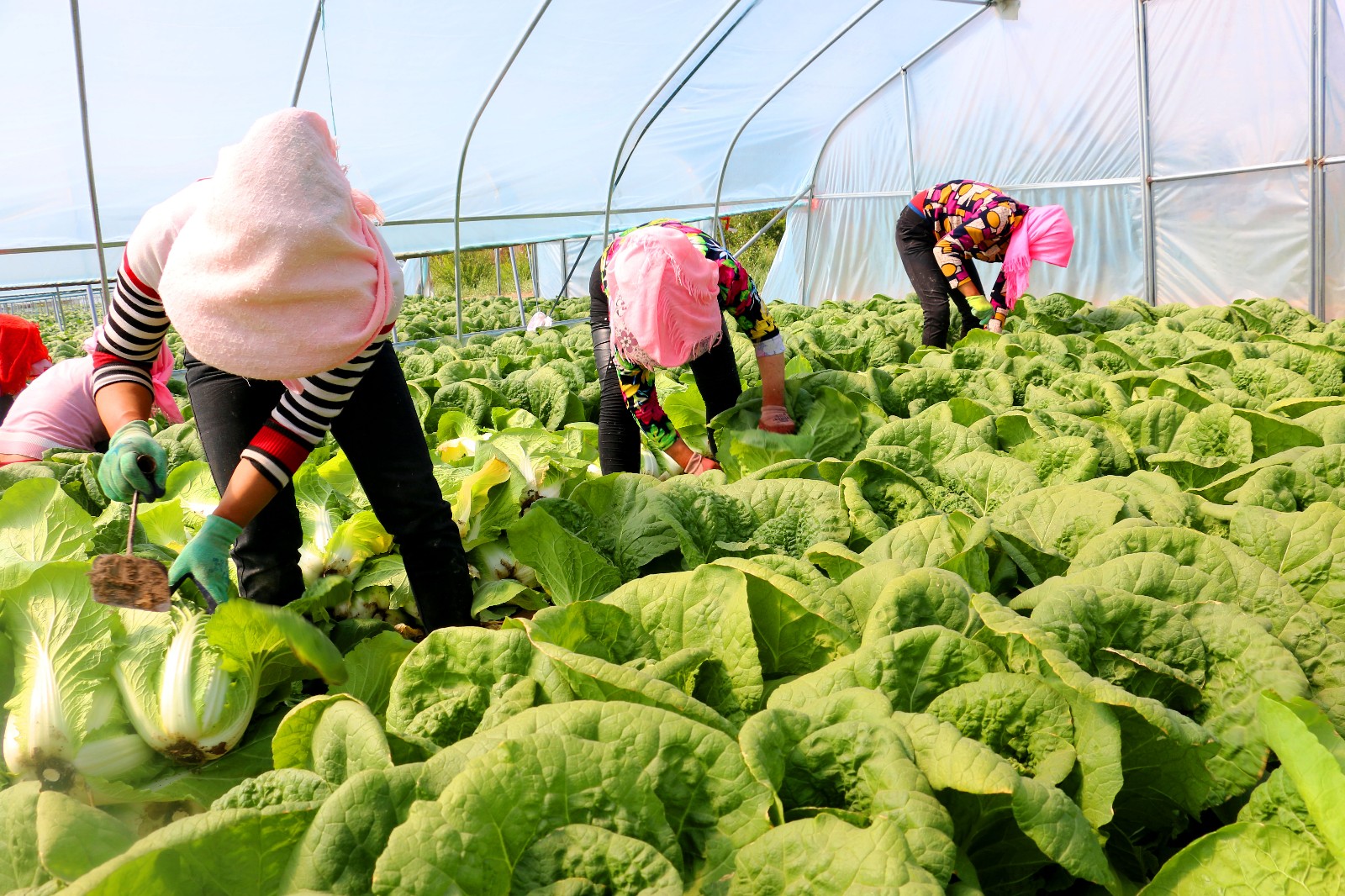 IMG_0542.JPG IMG_0542.JPG