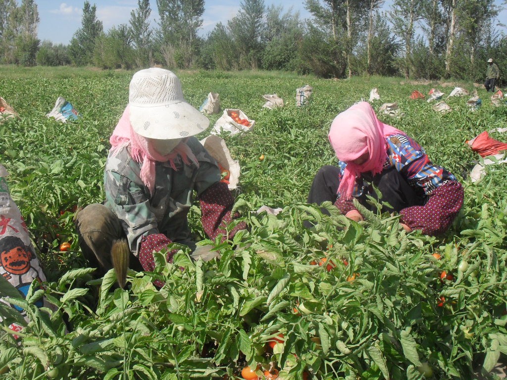 绿色农畜产品示范基地--加工番茄种植.JPG 绿色农畜产品示范基地--加工番茄种植.JPG