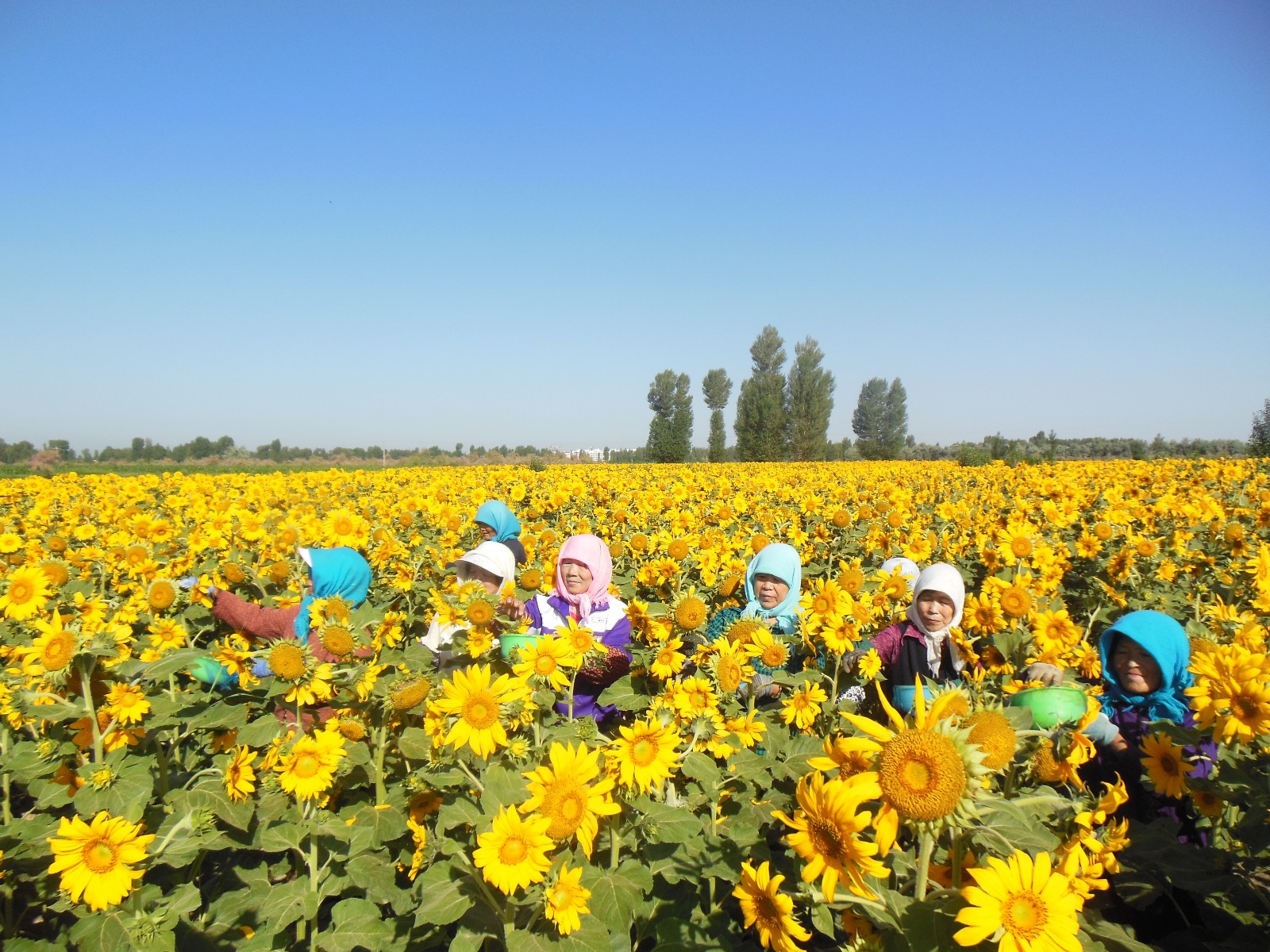 绿色农畜产品示范基地--先锋葵花妇女专业合作社社员授粉现场.JPG 绿色农畜产品示范基地--先锋葵花妇女专业合作社社员授粉现场.JPG
